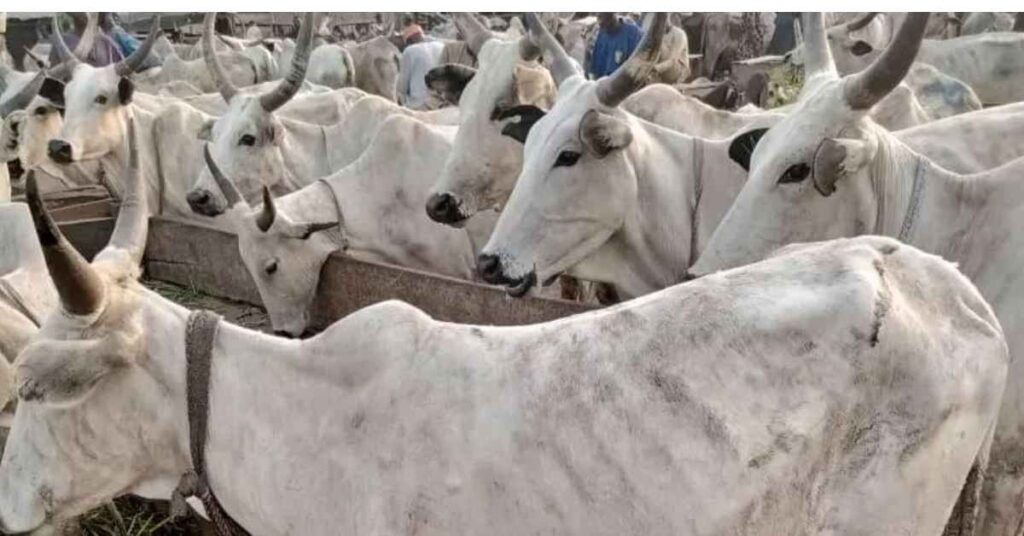 Current Price Of Cow In Nigeria