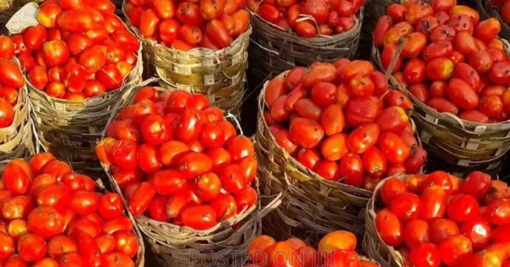 Price Of Fresh Tomato Per Basket