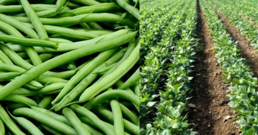 How To Start & Manage A Profitable Beans Farming Business